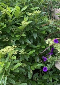 Winterthur Viburnum - 3 Gallon Pot 6 Winterthur Viburnum - 3 Gallon Pot -Garden Plant Shop Viburnum Winterthur 9 1