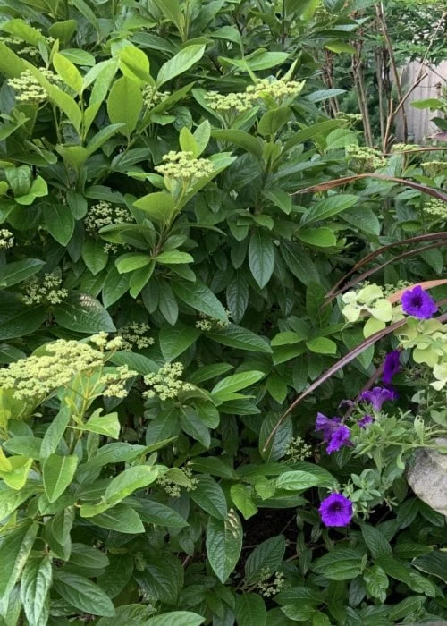 Winterthur Viburnum - 3 Gallon Pot Winterthur Viburnum - 3 Gallon Pot -Garden Plant Shop Viburnum Winterthur 9 1