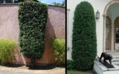 Podocarpus Macrophyllus Upright Yew - 3 Gallon Pot -Garden Plant Shop Yew Podocarpus 3 1