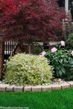 Miss Lemon Dwarf Abelia - 1 Gallon Pot -Garden Plant Shop abelia grandiflora miss lemon 13