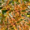 Suntastic Peach Dwarf Abelia - 3 Gallon Pot