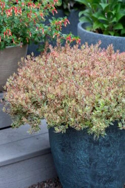 Suntastic Pink Dwarf Abelia - 3 Gallon Pot -Garden Plant Shop abelia suntastic pink 2