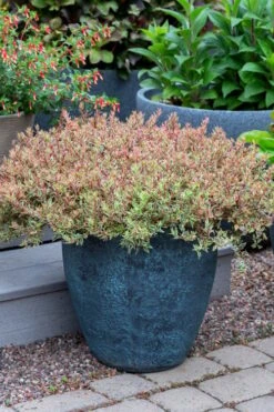 Suntastic Pink Dwarf Abelia - 3 Gallon Pot -Garden Plant Shop abelia suntastic pink 4