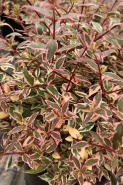 Suntastic Pink Dwarf Abelia - 3 Gallon Pot -Garden Plant Shop abelia suntastic pink 6