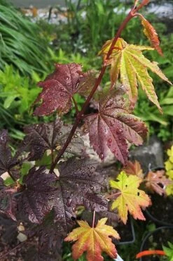 Burgundy Jewel Vine Maple (Acer Circinatum) - 5 Gallon Pot