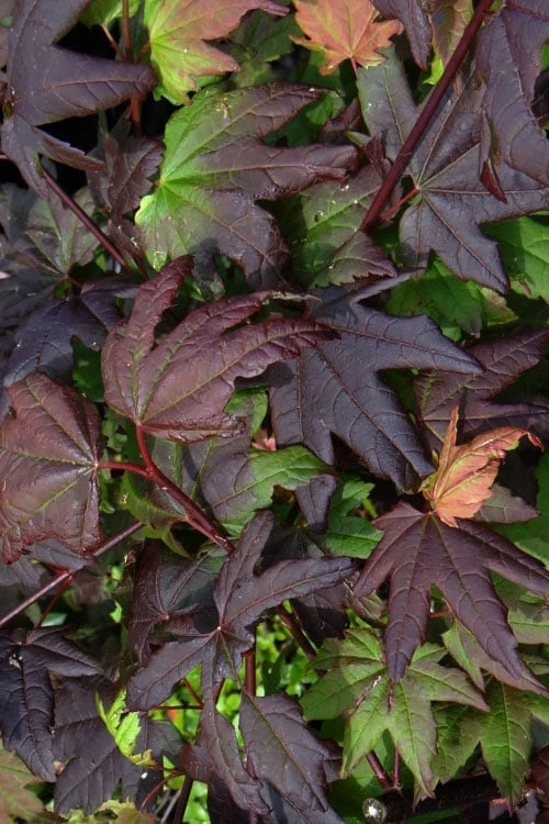 Burgundy Jewel Vine Maple (Acer circinatum) - 1 Gallon Pot Burgundy Jewel Vine Maple (Acer Circinatum) - 1 Gallon Pot -Garden Plant Shop acer circinatum burgundy jewel vine maple 4 1