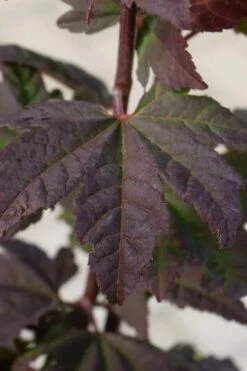 Burgundy Jewel Vine Maple (Acer Circinatum) - 1 Gallon Pot 7 Burgundy Jewel Vine Maple (Acer Circinatum) - 1 Gallon Pot -Garden Plant Shop acer circinatum burgundy jewel vine maple 5 1