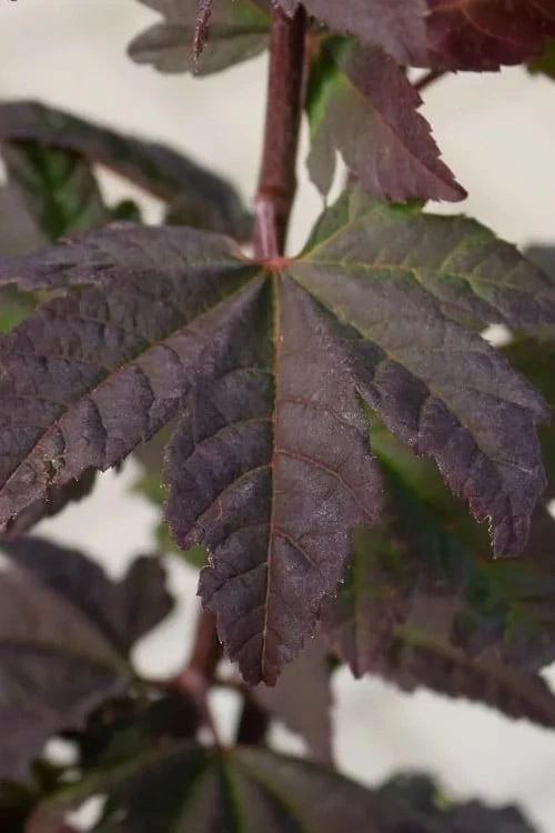 Burgundy Jewel Vine Maple (Acer circinatum) - 1 Gallon Pot Burgundy Jewel Vine Maple (Acer Circinatum) - 1 Gallon Pot -Garden Plant Shop acer circinatum burgundy jewel vine maple 5 1