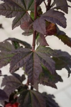 Burgundy Jewel Vine Maple (Acer Circinatum) - 5 Gallon Pot 3 Burgundy Jewel Vine Maple (Acer Circinatum) - 5 Gallon Pot -Garden Plant Shop acer circinatum burgundy jewel vine maple 6