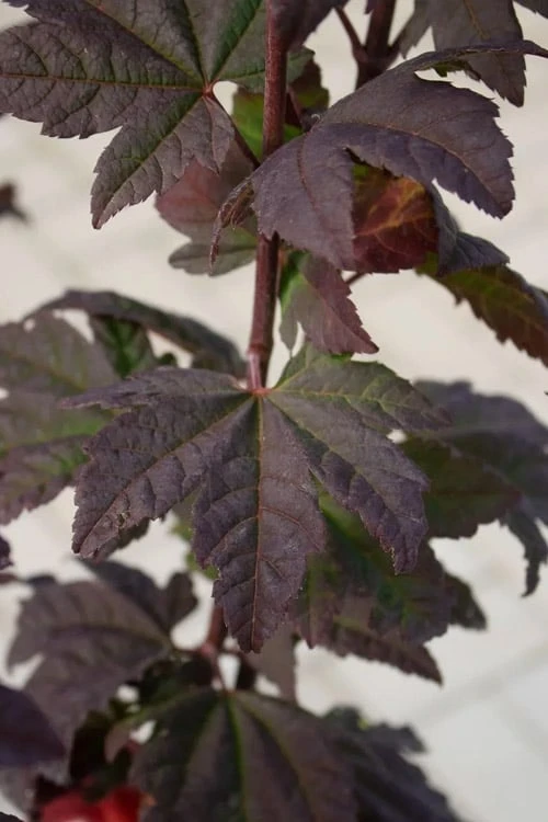 Burgundy Jewel Vine Maple (Acer circinatum) - 5 Gallon Pot Burgundy Jewel Vine Maple (Acer Circinatum) - 5 Gallon Pot -Garden Plant Shop acer circinatum burgundy jewel vine maple 6