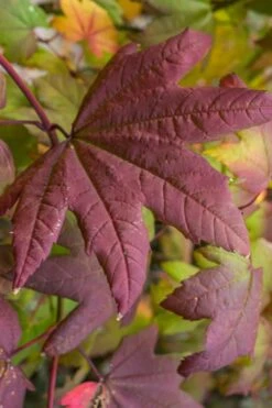 Burgundy Jewel Vine Maple (Acer Circinatum) - 5 Gallon Pot 5 Burgundy Jewel Vine Maple (Acer Circinatum) - 5 Gallon Pot -Garden Plant Shop acer circinatum burgundy jewel vine maple 7