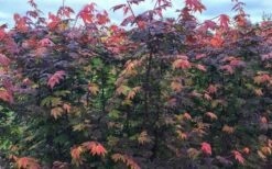 Burgundy Jewel Vine Maple (Acer Circinatum) - 1 Gallon Pot 4 Burgundy Jewel Vine Maple (Acer Circinatum) - 1 Gallon Pot -Garden Plant Shop acer circinatum burgundy jewel vine maple 8 1