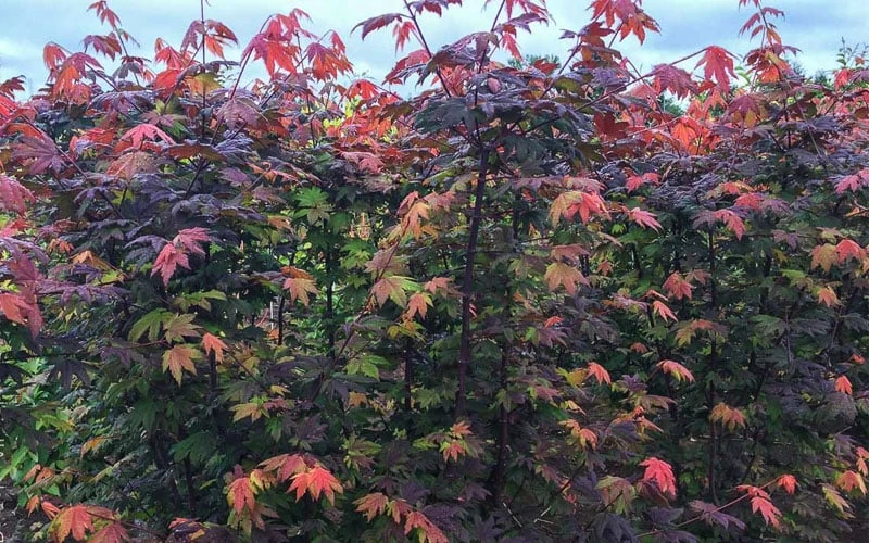 Burgundy Jewel Vine Maple (Acer circinatum) - 1 Gallon Pot Burgundy Jewel Vine Maple (Acer Circinatum) - 1 Gallon Pot -Garden Plant Shop acer circinatum burgundy jewel vine maple 8 1