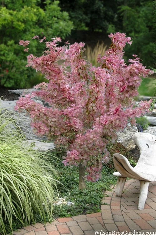 Abigail Rose Japanese Maple - 3 Gallon Pot Abigail Rose Japanese Maple - 3 Gallon Pot -Garden Plant Shop acer palmatum abigail rose japanese maple 20