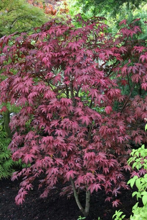Amagi Shigure Japanese Maple - 3 Gallon Pot Amagi Shigure Japanese Maple - 3 Gallon Pot -Garden Plant Shop acer palmatum amagi shigure japanese maple 1