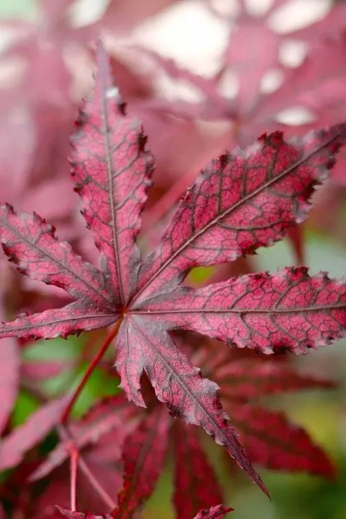 Amagi Shigure Japanese Maple - 3 Gallon Pot Amagi Shigure Japanese Maple - 3 Gallon Pot -Garden Plant Shop acer palmatum amagi shigure japanese maple 2