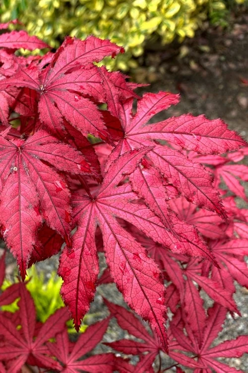 Amagi Shigure Japanese Maple - 3 Gallon Pot Amagi Shigure Japanese Maple - 3 Gallon Pot -Garden Plant Shop acer palmatum amagi shigure japanese maple 4