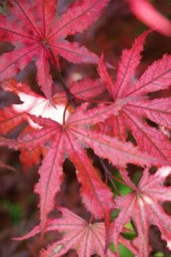 Amagi Shigure Japanese Maple - 3 Gallon Pot