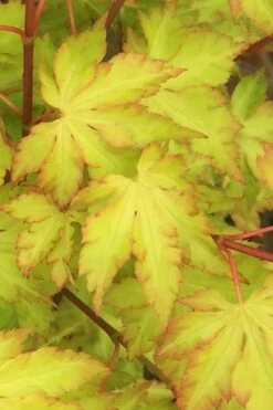 Anne Irene Japanese Maple - 3 Gallon Pot -Garden Plant Shop acer palmatum anne irene japanese maple 3