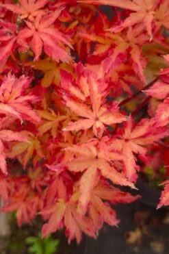 Anne Irene Japanese Maple - 3 Gallon Pot -Garden Plant Shop acer palmatum anne irene japanese maple 5
