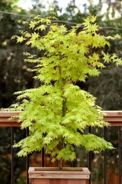 Anne Irene Japanese Maple - 3 Gallon Pot -Garden Plant Shop acer palmatum anne irene japanese maple 7