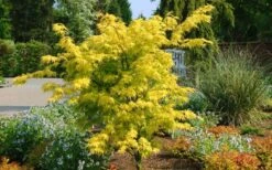 Anne Irene Japanese Maple - 3 Gallon Pot -Garden Plant Shop acer palmatum anne irene japanese maple 8
