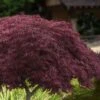 Crimson Queen Dwarf Japanese Maple (High Graft Tree Form) - 2 Gallon Pot
