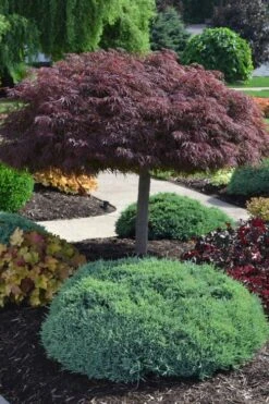 Crimson Queen Dwarf Japanese Maple (High Graft Tree Form) - 2 Gallon Pot -Garden Plant Shop acer palmatum dissectum crimson queen high graft tree form formal