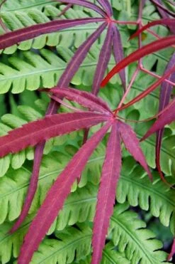 Filifera Purpurea Japanese Maple - 3 Gallon Pot 5 Filifera Purpurea Japanese Maple - 3 Gallon Pot -Garden Plant Shop acer palmatum filifera purpurea 1