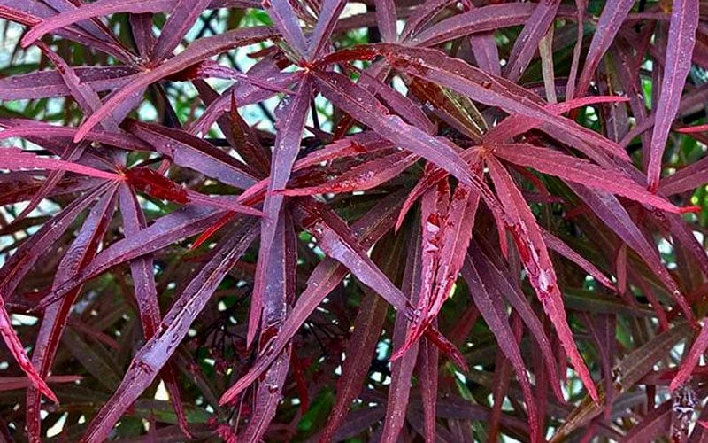 Filifera Purpurea Japanese Maple - 3 Gallon Pot Filifera Purpurea Japanese Maple - 3 Gallon Pot -Garden Plant Shop acer palmatum filifera purpurea 3 1