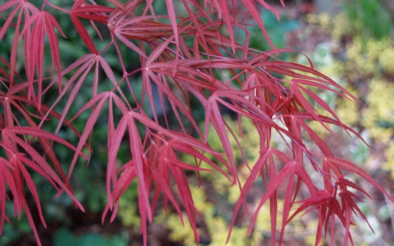 Filifera Purpurea Japanese Maple - 3 Gallon Pot Filifera Purpurea Japanese Maple - 3 Gallon Pot -Garden Plant Shop acer palmatum filifera purpurea 6 1