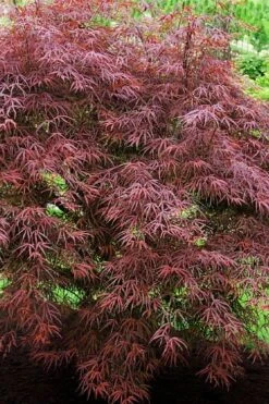 Filifera Purpurea Japanese Maple - 3 Gallon Pot 3 Filifera Purpurea Japanese Maple - 3 Gallon Pot -Garden Plant Shop acer palmatum filifera purpurea 7 1