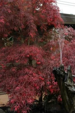 Filifera Purpurea Japanese Maple - 3 Gallon Pot 4 Filifera Purpurea Japanese Maple - 3 Gallon Pot -Garden Plant Shop acer palmatum filifera purpurea 8