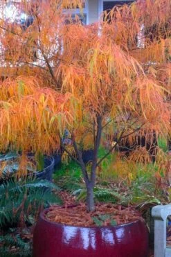 Koto No Ito Japanese Maple - 1 Gallon Pot -Garden Plant Shop acer palmatum koto no ito japanese maple 14