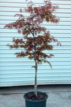 'Orangeola' Weeping Japanese Maple - Spiral Trunk - 3 Gallon Pot -Garden Plant Shop acer palmatum orangeola spiral form japanese maple 2