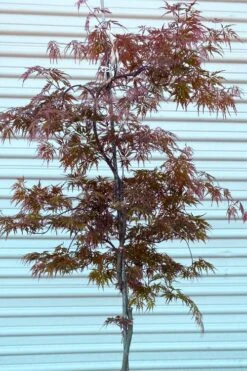'Orangeola' Weeping Japanese Maple - Spiral Trunk - 3 Gallon Pot -Garden Plant Shop acer palmatum orangeola spiral trunk japanese maple 1