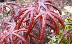 Peve's Starfish Japanese Maple - 7 Gallon Pot (7-8' HT) 9 Peve's Starfish Japanese Maple - 7 Gallon Pot (7-8' HT) -Garden Plant Shop acer palmatum peves starfish japanese maple 10 1