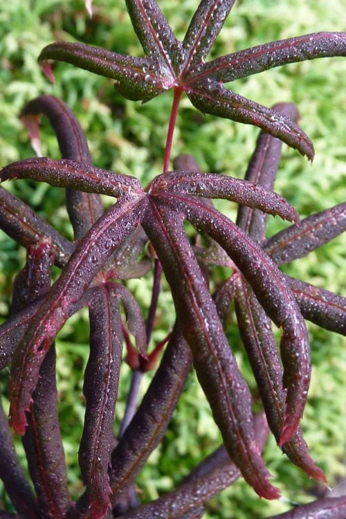 Peve's Starfish Japanese Maple - 7 Gallon Pot (7-8' HT) Peve's Starfish Japanese Maple - 7 Gallon Pot (7-8' HT) -Garden Plant Shop acer palmatum peves starfish japanese maple 11 1