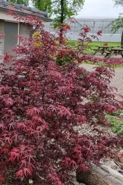 Peve's Starfish Japanese Maple - 7 Gallon Pot (7-8' HT) 3 Peve's Starfish Japanese Maple - 7 Gallon Pot (7-8' HT) -Garden Plant Shop acer palmatum peves starfish japanese maple 12 1