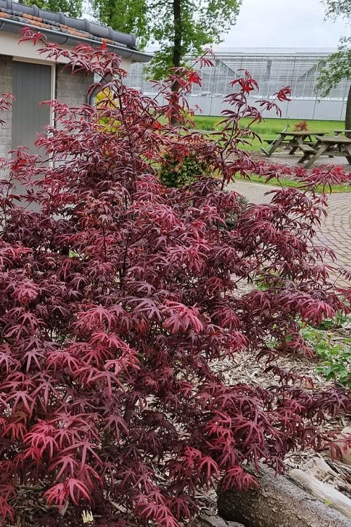 Peve's Starfish Japanese Maple - 7 Gallon Pot (7-8' HT) Peve's Starfish Japanese Maple - 7 Gallon Pot (7-8' HT) -Garden Plant Shop acer palmatum peves starfish japanese maple 12 1