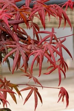 Peve's Starfish Japanese Maple - 7 Gallon Pot (7-8' HT) 10 Peve's Starfish Japanese Maple - 7 Gallon Pot (7-8' HT) -Garden Plant Shop acer palmatum peves starfish japanese maple 13 1