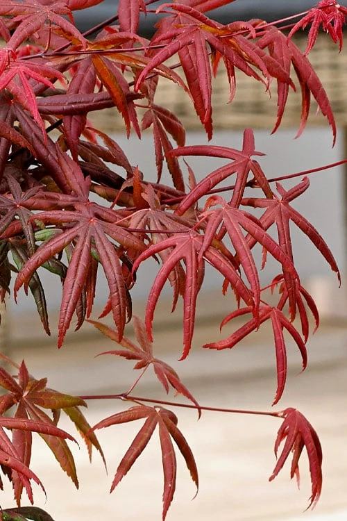 Peve's Starfish Japanese Maple - 7 Gallon Pot (7-8' HT) Peve's Starfish Japanese Maple - 7 Gallon Pot (7-8' HT) -Garden Plant Shop acer palmatum peves starfish japanese maple 13 1
