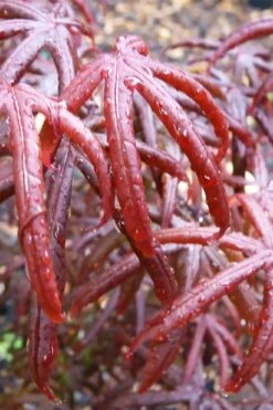Peve's Starfish Japanese Maple - 7 Gallon Pot (7-8' HT) 8 Peve's Starfish Japanese Maple - 7 Gallon Pot (7-8' HT) -Garden Plant Shop acer palmatum peves starfish japanese maple 9 1