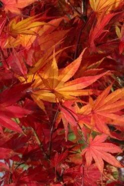 Yezo Nishiki Japanese Maple - 5 Gallon Pot (6-7') -Garden Plant Shop acer palmatum yezo nishiki japanese maple 11