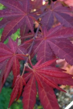Yezo Nishiki Japanese Maple - 5 Gallon Pot (6-7') -Garden Plant Shop acer palmatum yezo nishiki japanese maple 13