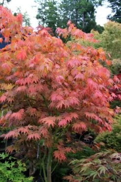 Yezo Nishiki Japanese Maple - 5 Gallon Pot (6-7') -Garden Plant Shop acer palmatum yezo nishiki japanese maple 6