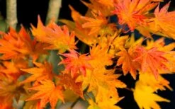 Jordan Golden Full Moon Japanese Maple - 3 Gallon Pot -Garden Plant Shop acer shirasawanum jordan golden full moon japanese maple 5