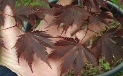 Yasemin Full Moon Japanese Maple - 5 Gallon Pot -Garden Plant Shop acer shirasawanum yaesmin full moon japanese maple 1