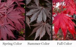 Yasemin Full Moon Japanese Maple - 5 Gallon Pot -Garden Plant Shop acer shirasawanum yasemin full moon japanese maple 10