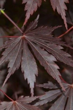 Yasemin Full Moon Japanese Maple - 5 Gallon Pot -Garden Plant Shop acer shirasawanum yasemin full moon japanese maple 2